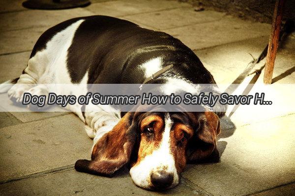 Dog Days of Summer How to Safely Savor Hot Dog Sticks with Your Furry Friend